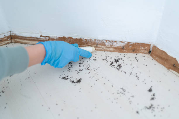 Trusted Aurora, MO Pest Control Experts